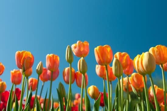 جب بہار آئی تو۔۔۔۔۔